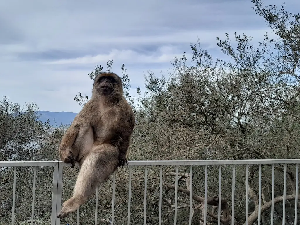 Gibraltar's famous resident monkeys 