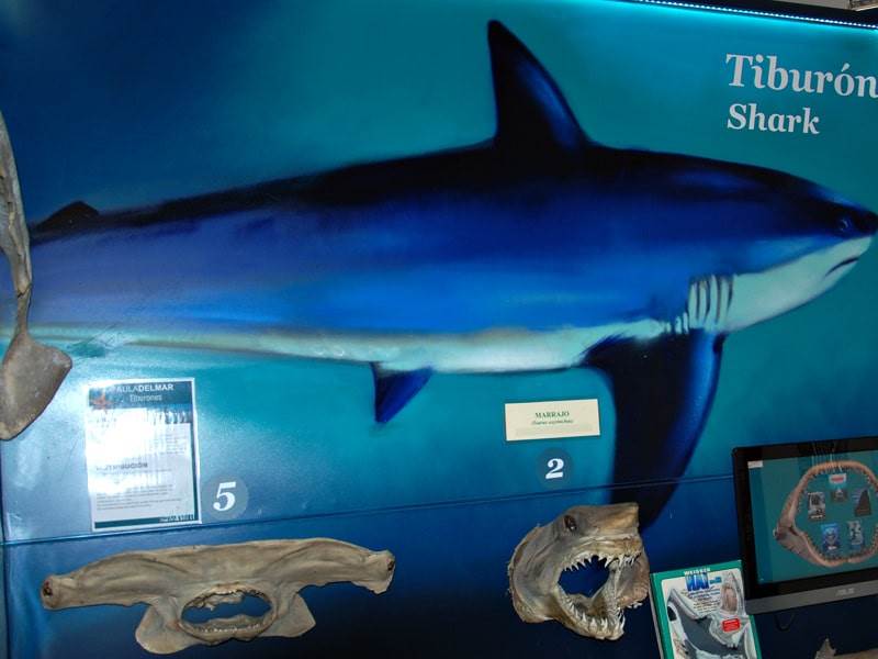 Sharks at the Museo de Alborania
