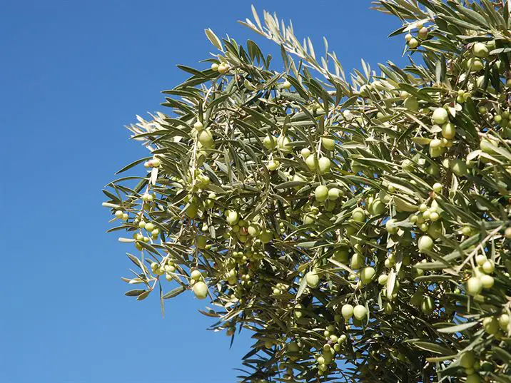Hojiblanca olives