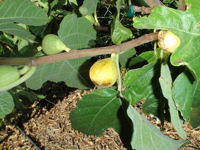 White figs