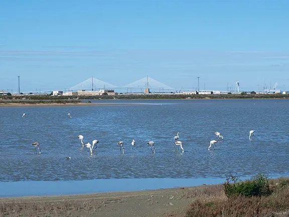 Birdwatching on the Bahia de Cadiz