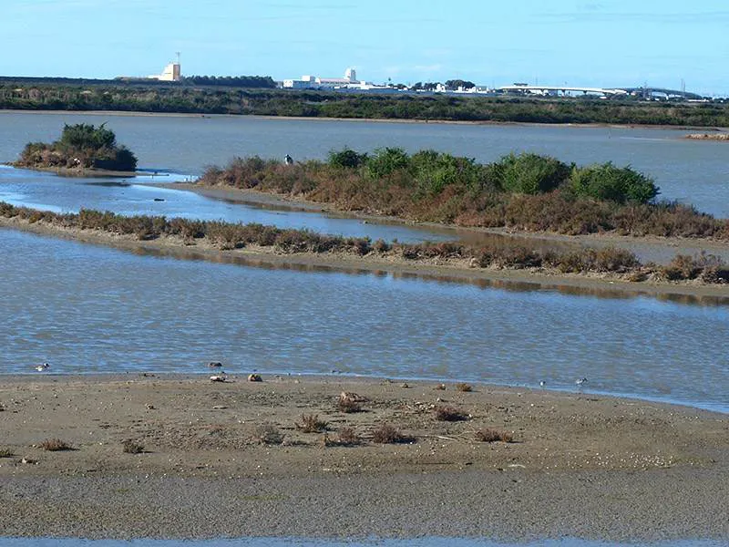 Birdwatching on the Bahia de Cadiz