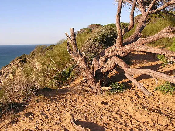 Tree sculpture Barbate Cadiz province in Andalucia