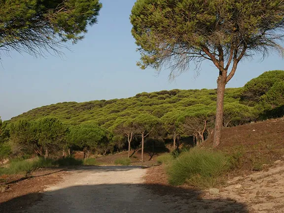 Pine forest canopy Barbate