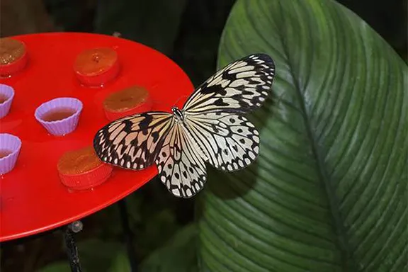 Butterfly House Benalmadena
