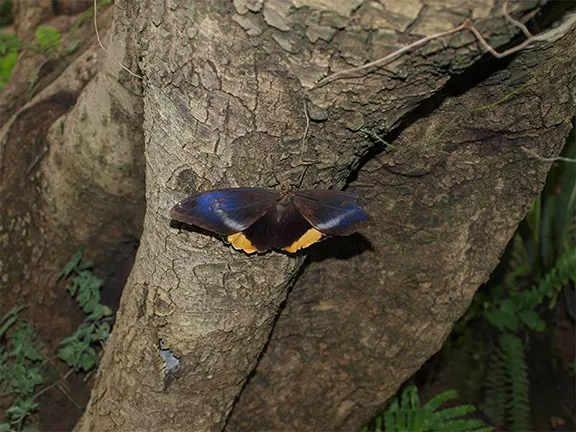 Butterfly House Benalmadena Malaga province in Andalucia