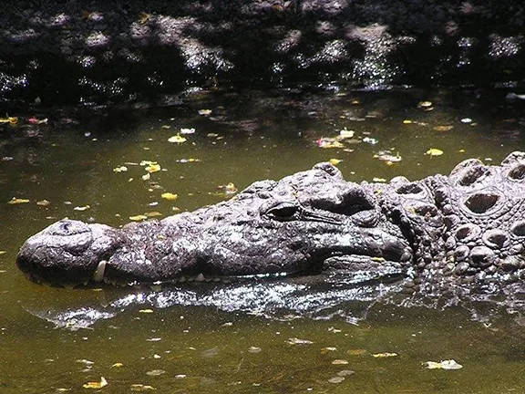Crocodile in the Water