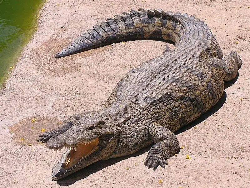 Crocodile basking in the Sun