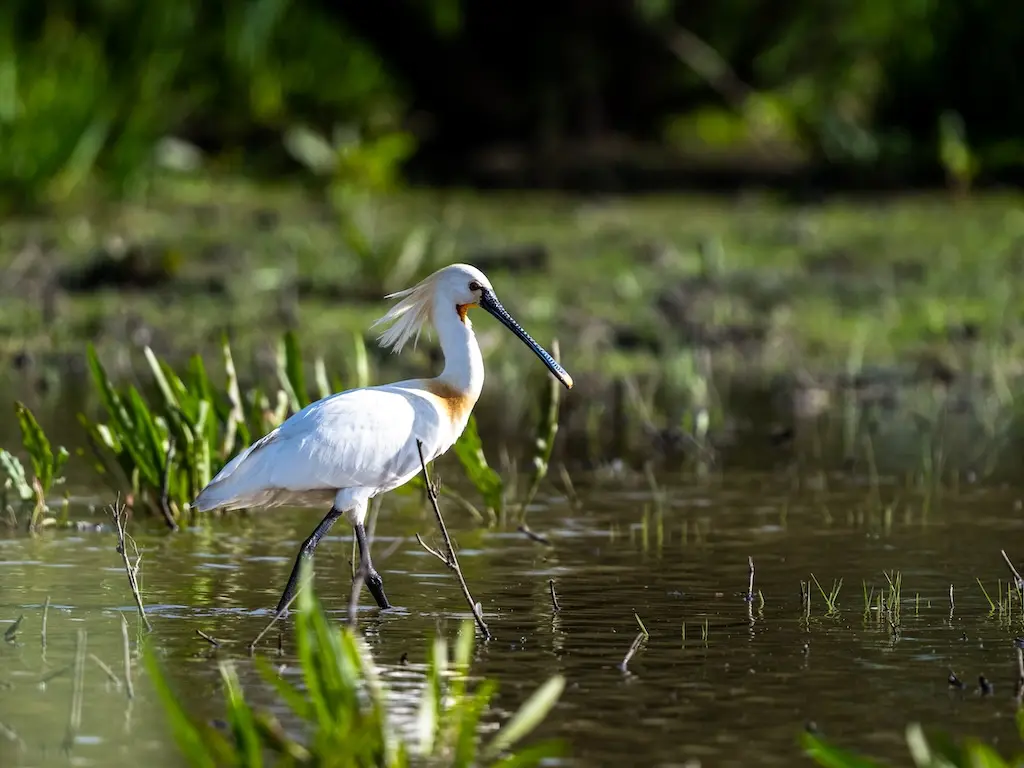 Go birdwatching at Doñana National Park