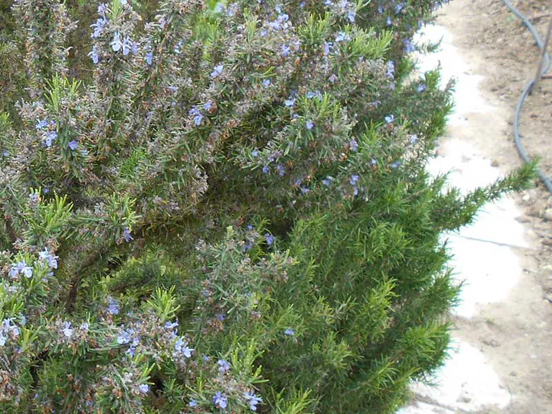 Rosemary