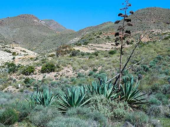 Tabernas Desert Landscape