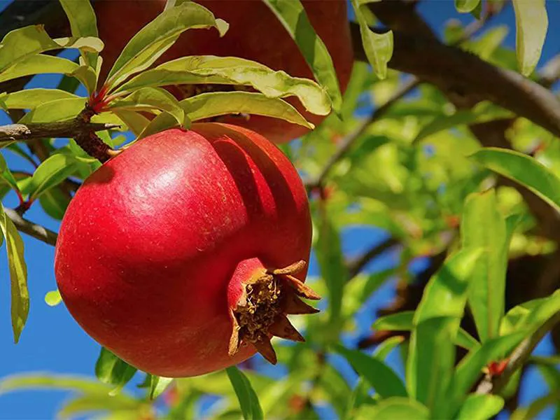 Pomegranate, emblematic of al-Andalus