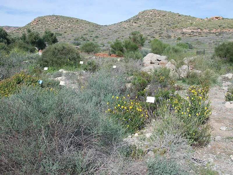 Native plants at El Albardinal