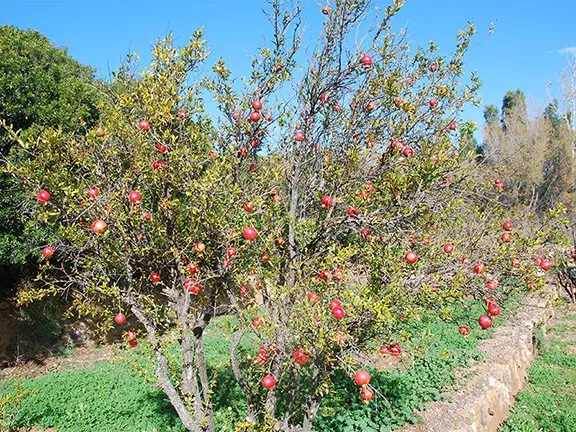Ornamental Pomegranate  at El Albardinal