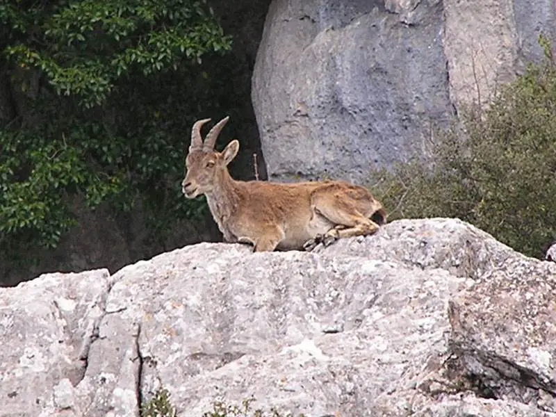 Ibex on El Torcal