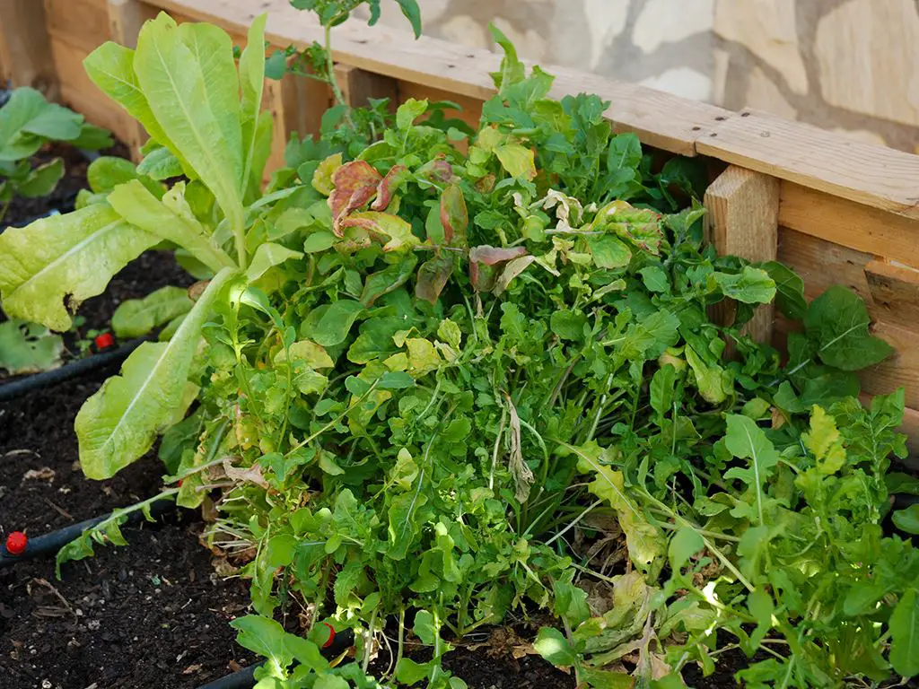 Salad leaves in a raised bed