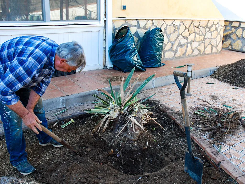 Digging out Dracaena