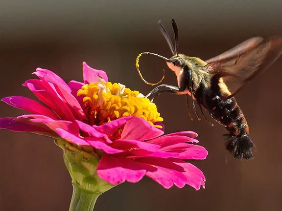 Hummingbird Moth