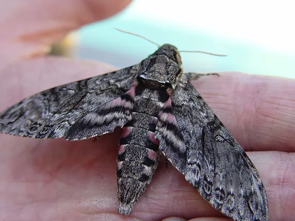 Tomato Hornworm Moth