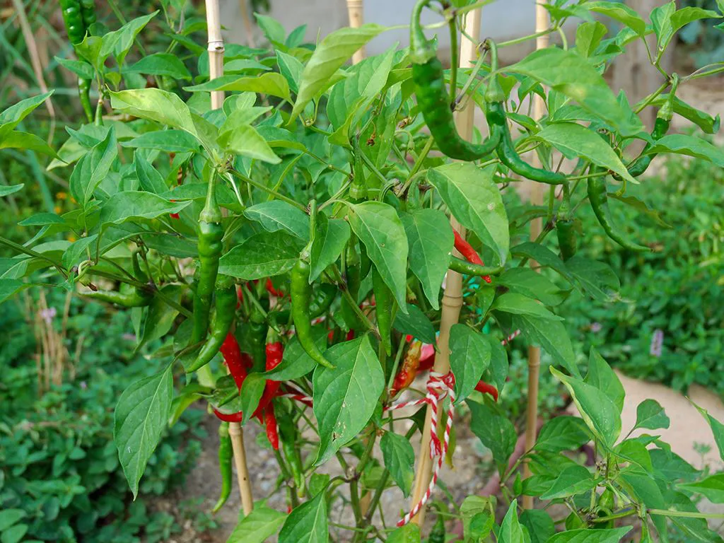 Cayenne Chilli Plant