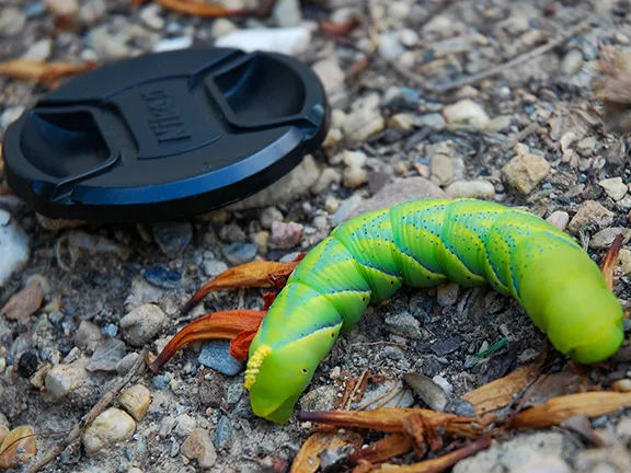 Tomato Hornworm Caterpillar