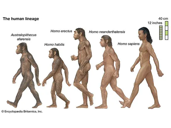 Evolution of Homo Sapiens in prehistoric Andalucia