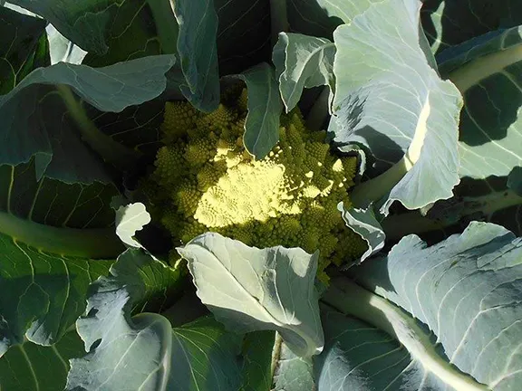 Romanesco