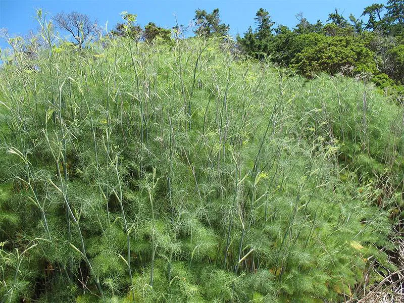 Fennel Herb