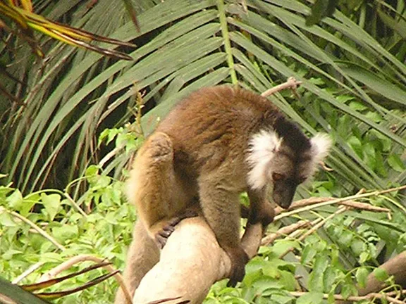 Lemurs in the Mdagascar Habitat