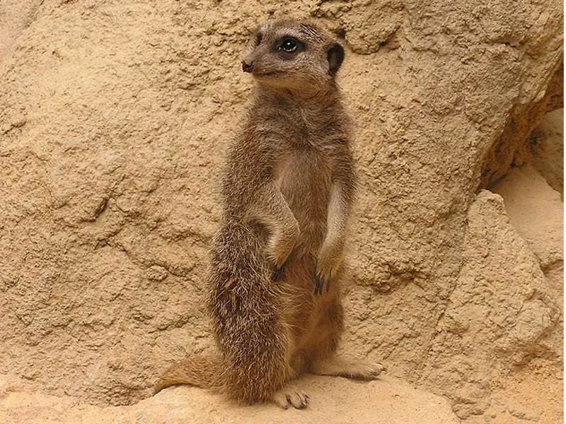 Meerkat being, well a meerkat