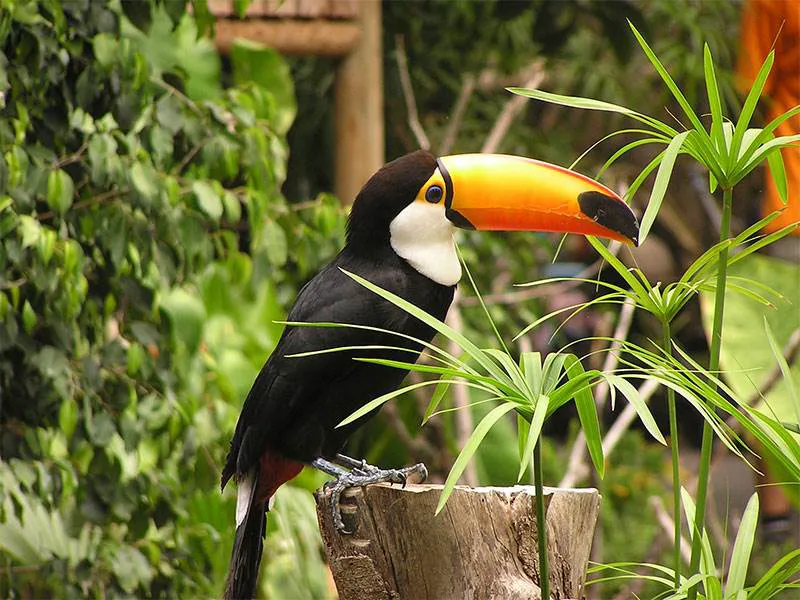 Toucan Fuengirola Bioparc