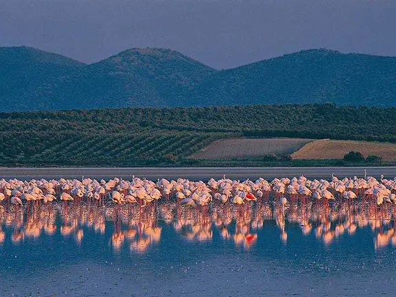 Flamingos at Fuente de Piedra