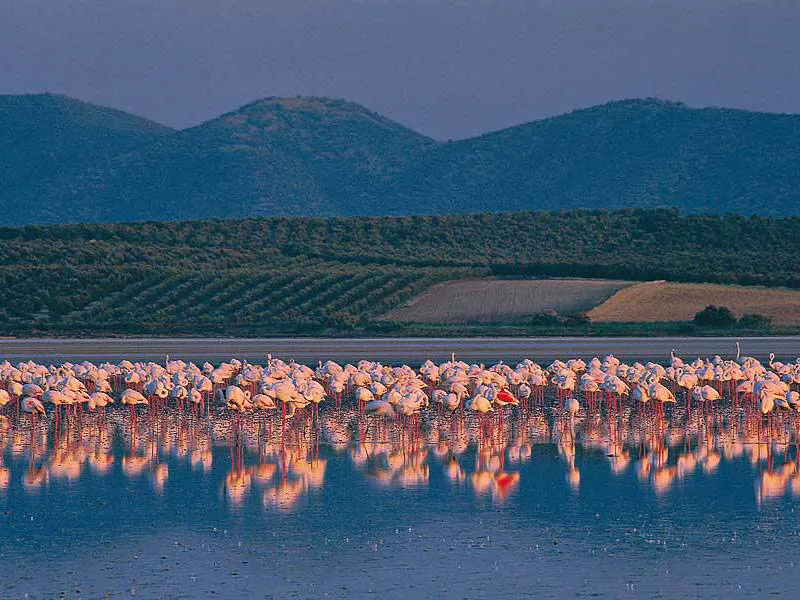 Flamingos at Fuente de Piedra