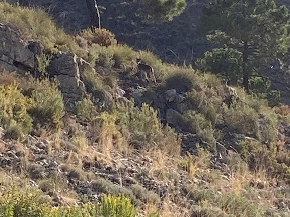 Ibex near Competa - Image by Martha Bolt