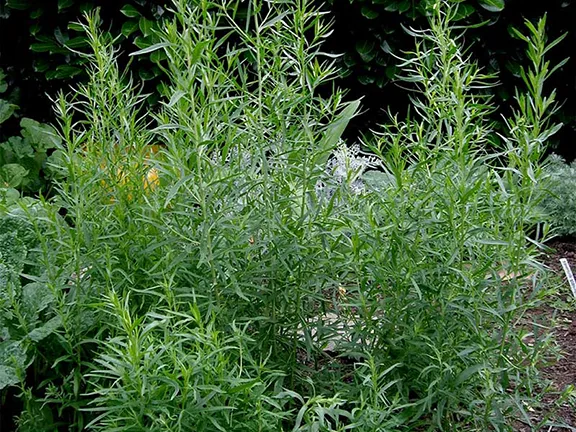 Shrubby Herbs in the organic garden
