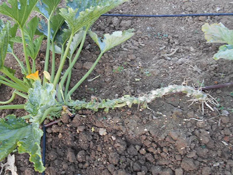 A leggy Courgette