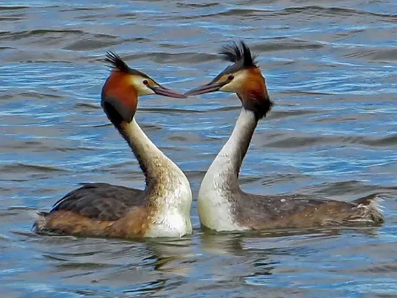 Great Crested Grebes Cadiz province in Andalucia