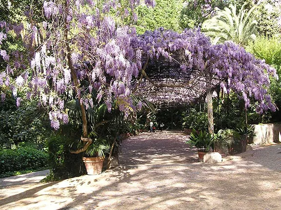 Wisteria arch at La Concepcion Botanical Gardens Malaga province in Andalucia
