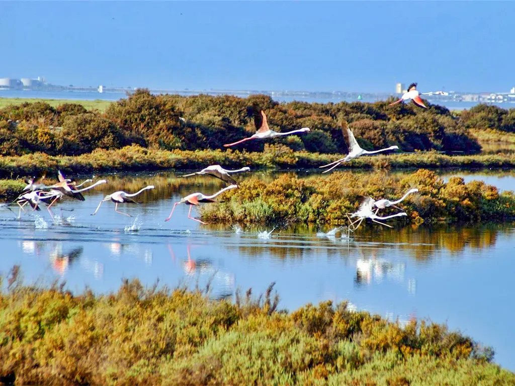 Flamingoes over the Donana