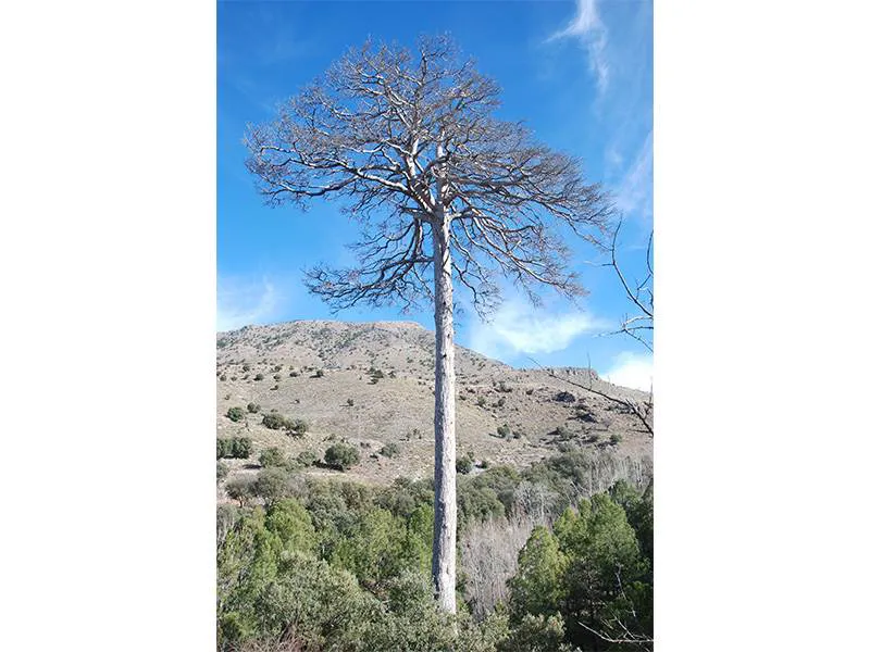 Pinus nigra subsp. Salzmannii, the black pine