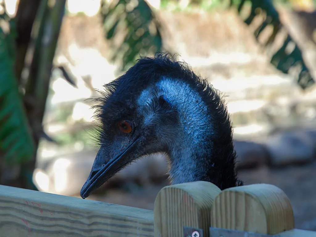 Lonely Emu Loro Park