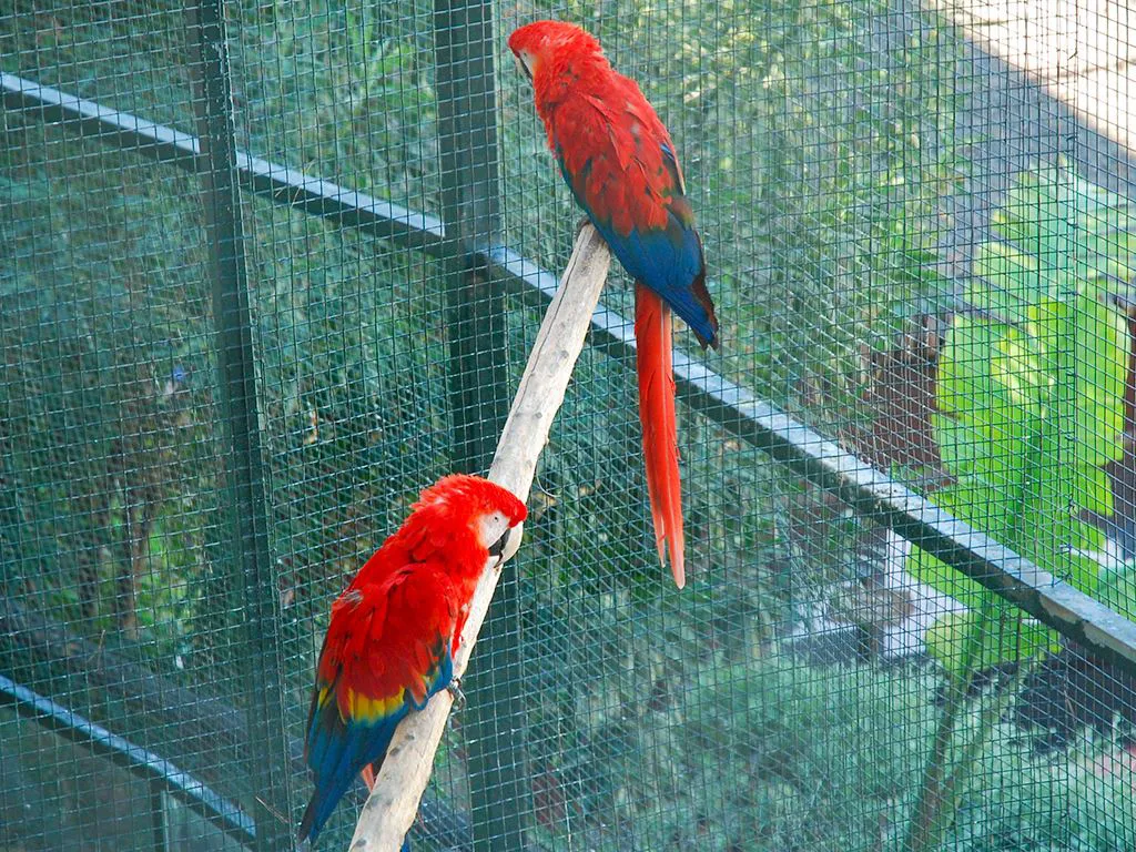 Caged parrots - Loro Park