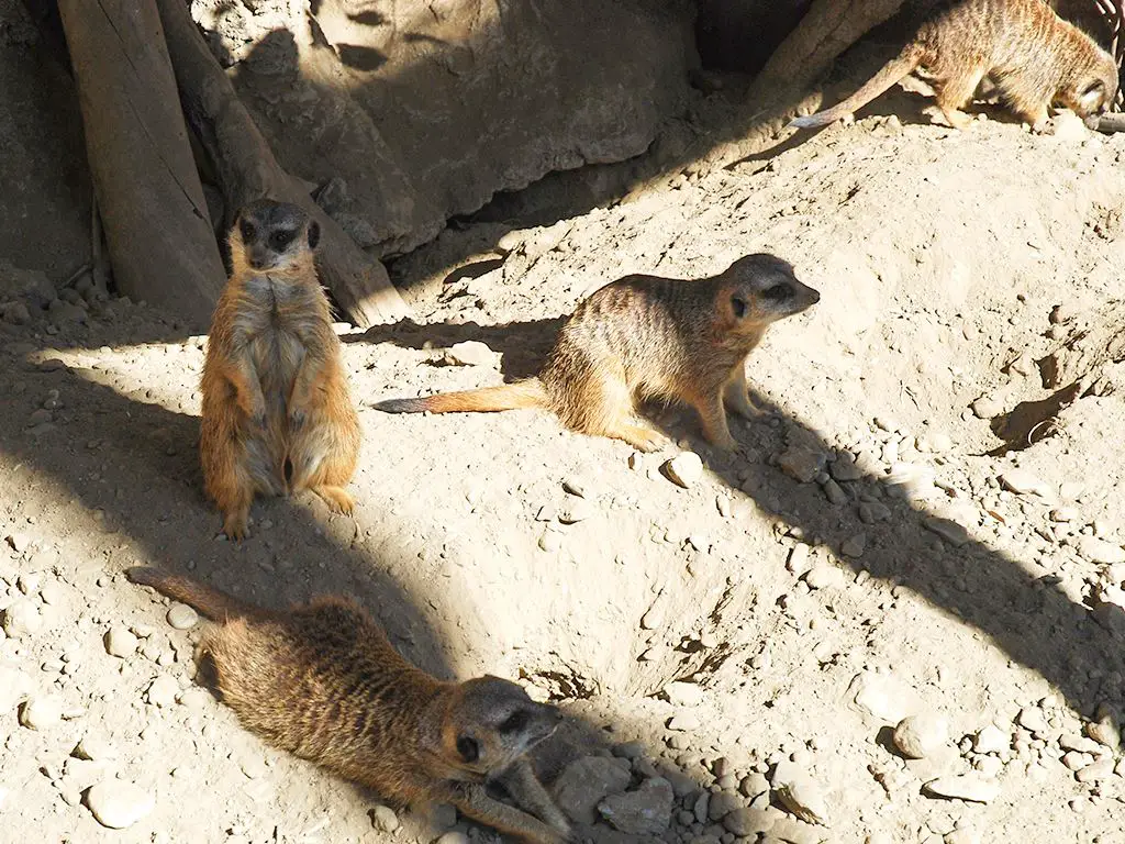 Meerkat escape committee - Loro park