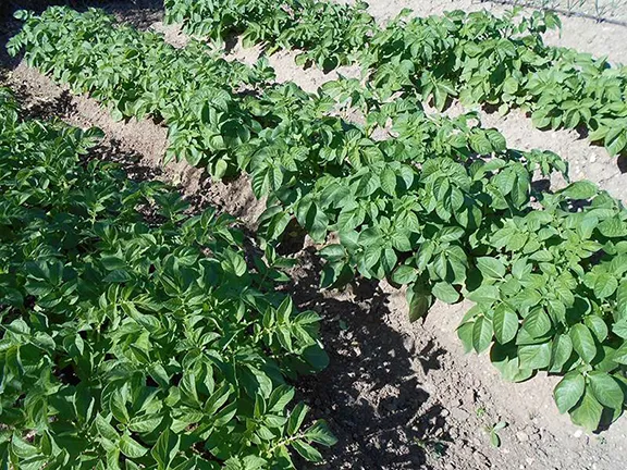 March in the kitchen garden - Sowing Root Crops