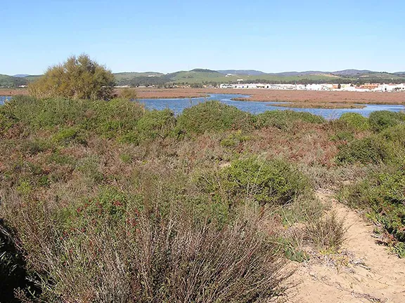 Marismas del Río Palmones Paraje Natural