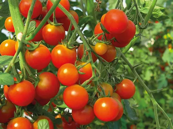 Cherry Tomatoes