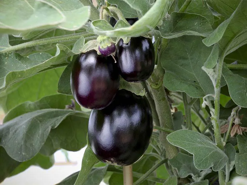 Aubergines