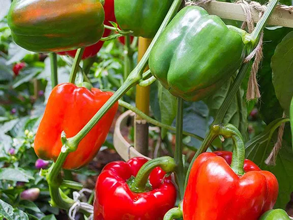 Summer Fruiting Crops in the organic garden