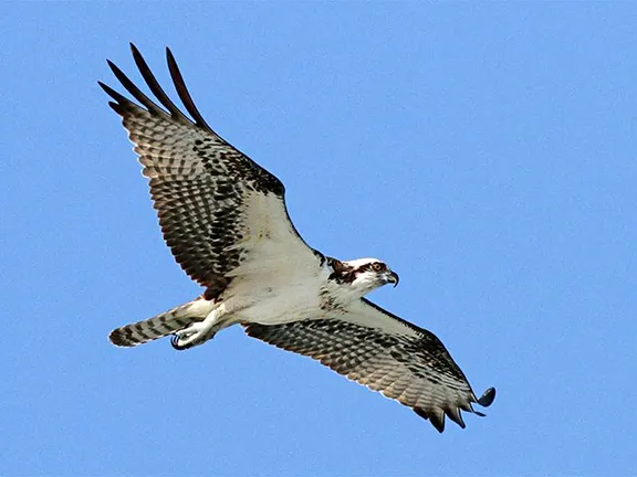 Osprey