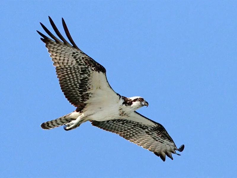 Where and when to watch raptor migrations across the Gibraltar Strait
